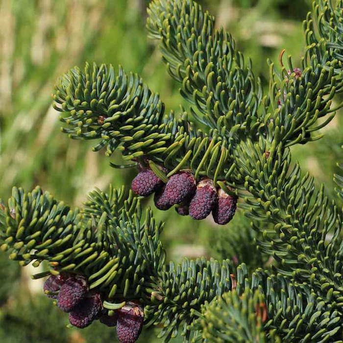 Abies procera