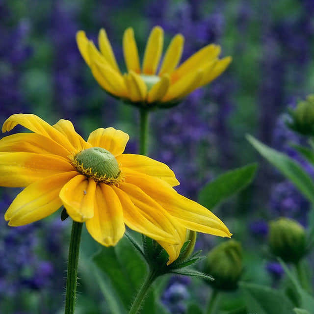 Rudbeckia laciniata Leggy Stems