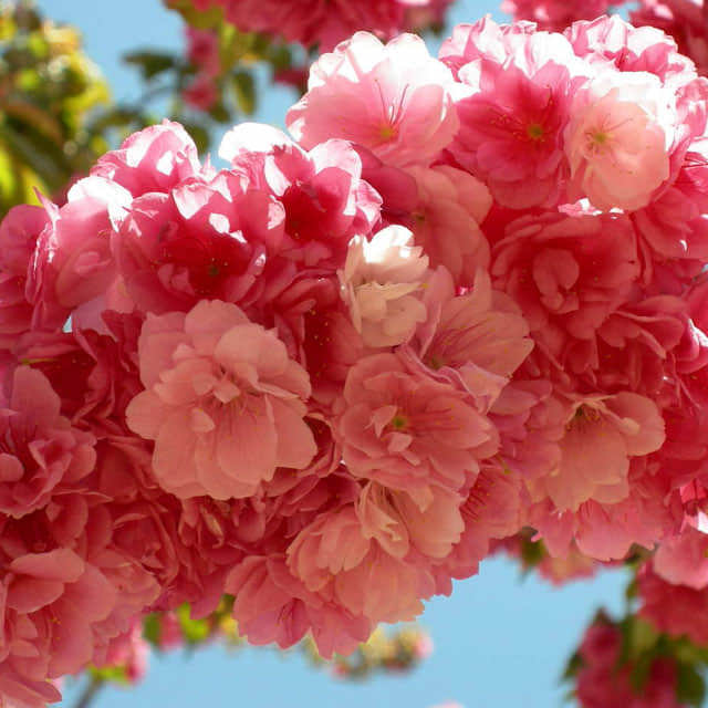 Malus spectabilis White Powder