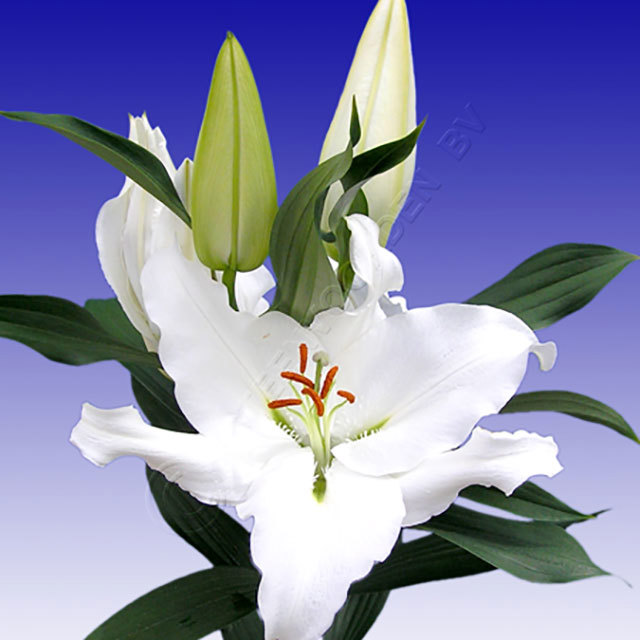 Lilium orientalis Rantino Drooping Leaves