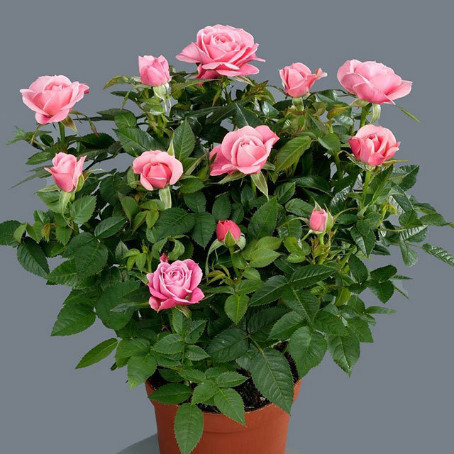 Mini Rose Sparkling Jewel Fine Webbing