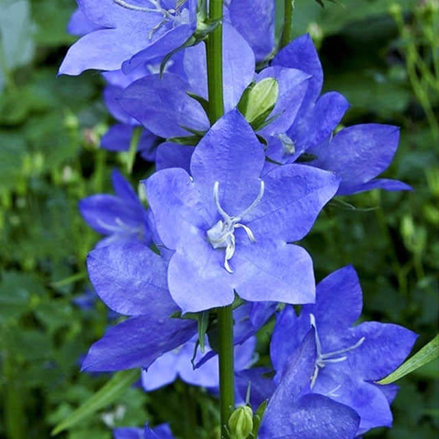 Platycodon grandiflorus