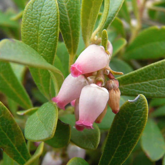 Arctostaphylos uva-ursi