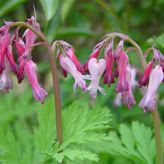 Dicentra eximia