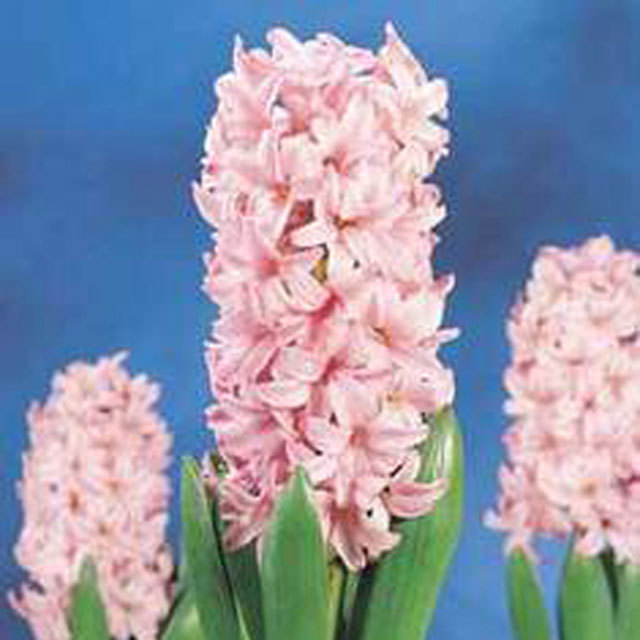 Hyacinthus orientalis Pink Surprise