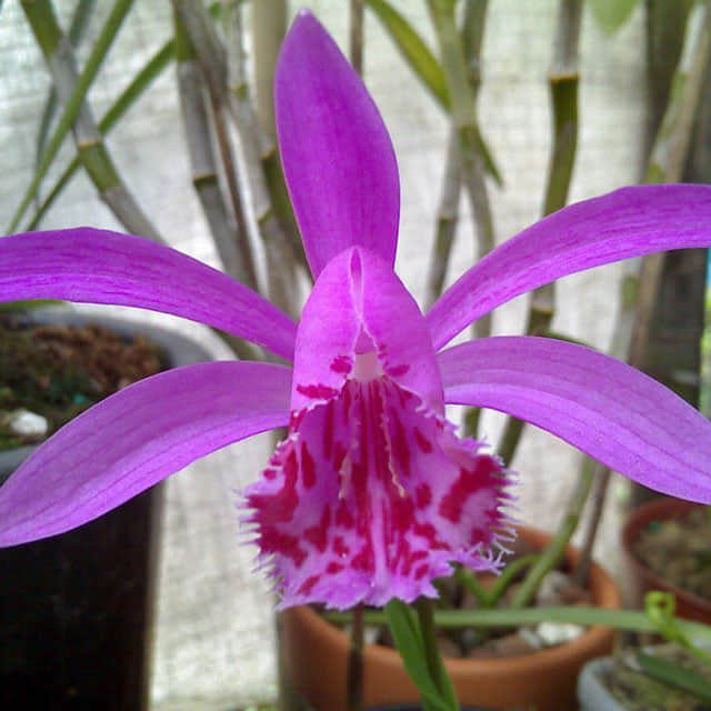 Pleione bulbocodioides