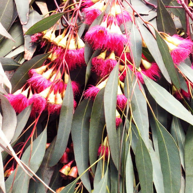 Eucalyptus sideroxylon