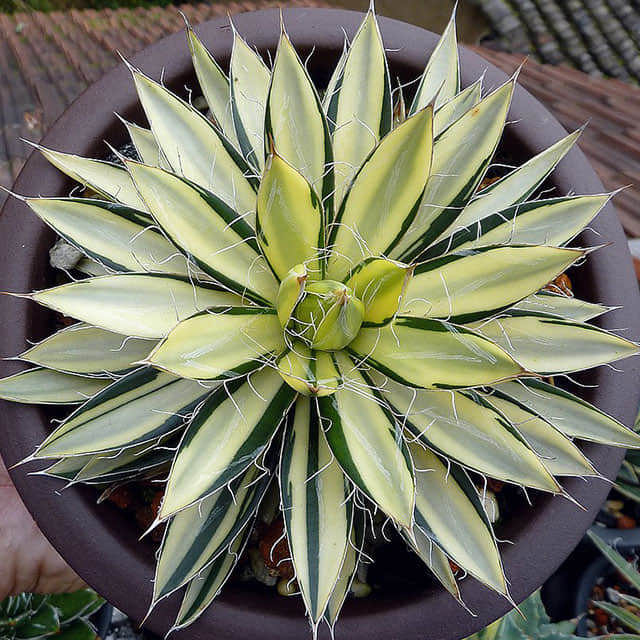 Agave parviflora