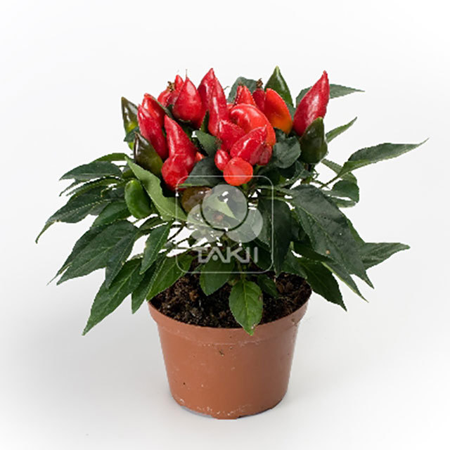 Capsicum Mambo Red
