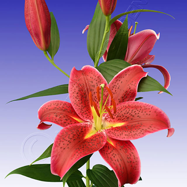 Lilium oriental Deep Impact
