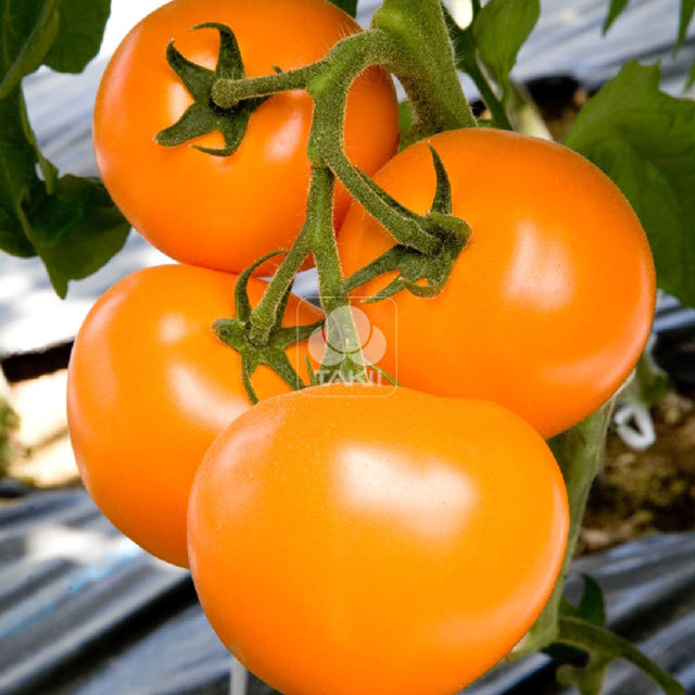 Tomato Yellow TI 169 F1 Leggy Stems