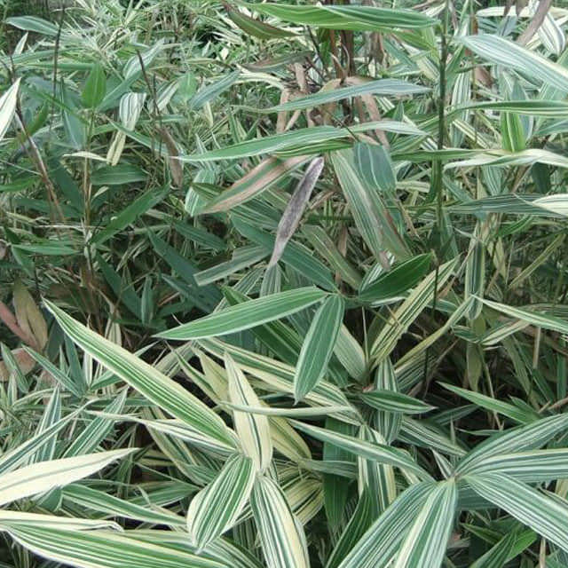 Hibanobambusa gracilis variegata (Corrected)