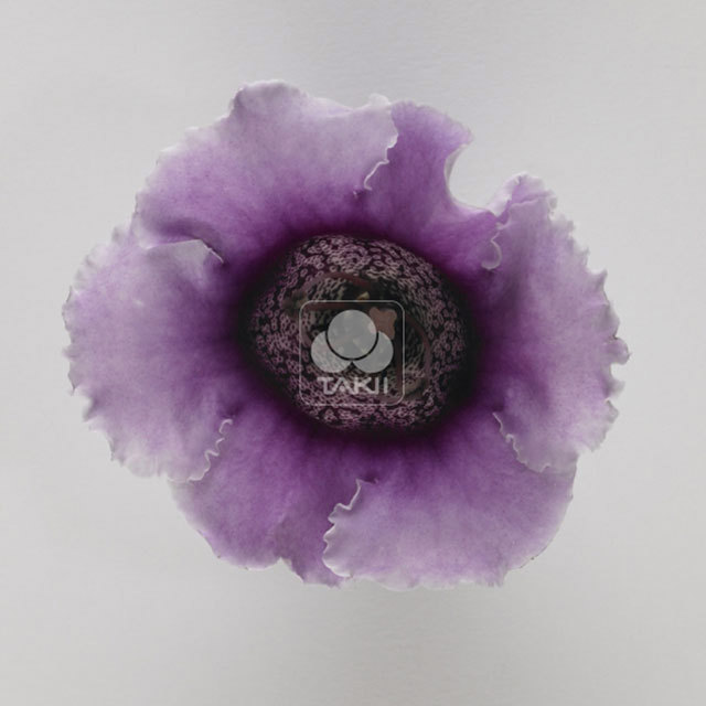 Sinningia speciosa Empress Lavender Bicolour White Powder