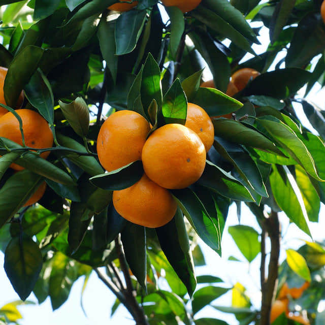 Citrus unshiu Sudden Leaf Drop