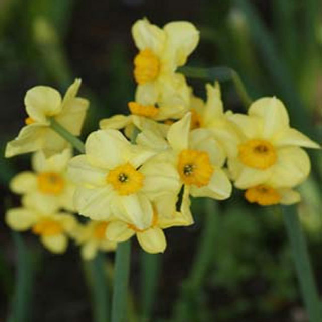 Narcissus Canary Bird