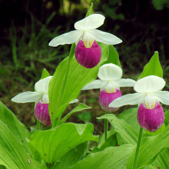 Cypripedium reginae