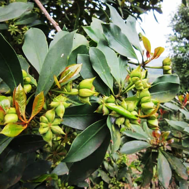 Illicium verum