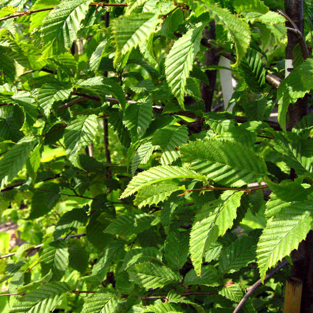 Carpinus betulus