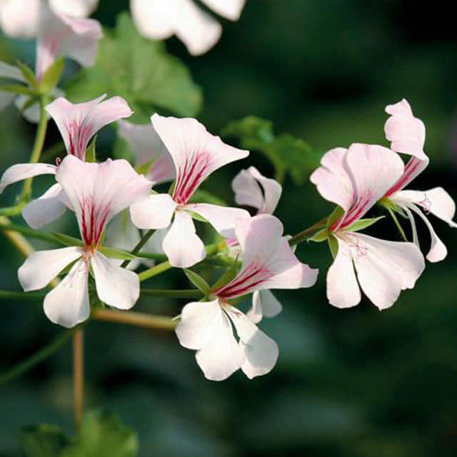 Pelargonium x peltatum Tiny Black Flies