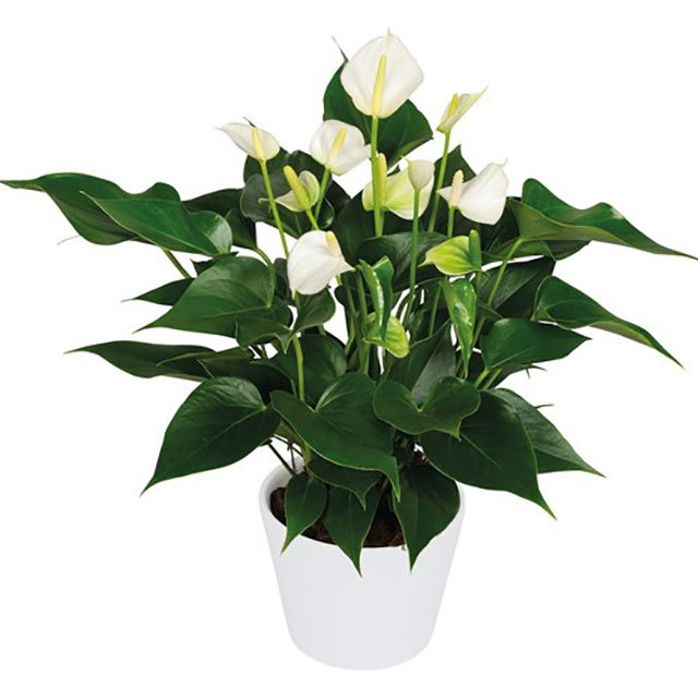 Anthurium andraeanum White Champion