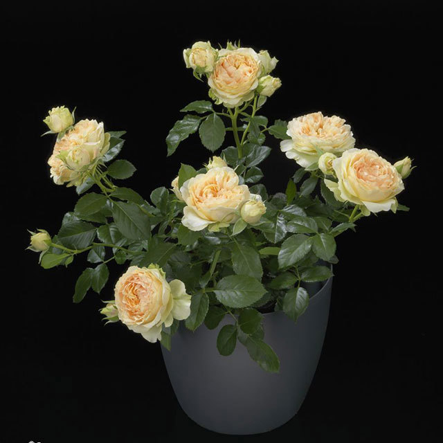 Mini Rose Terazza Jupiter Fine Webbing