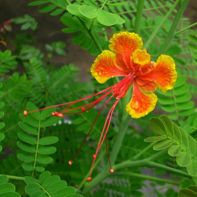 Caesalpinia pulcherrima