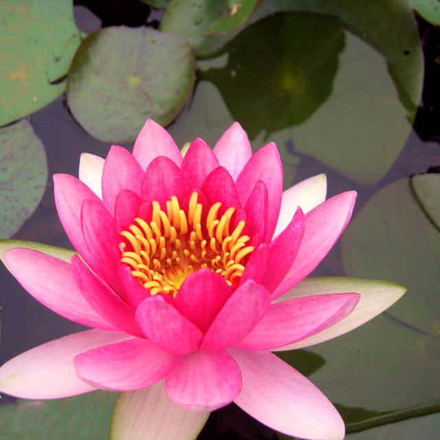 Nymphaea tetragona