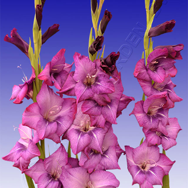 Gladiolus Grapevine