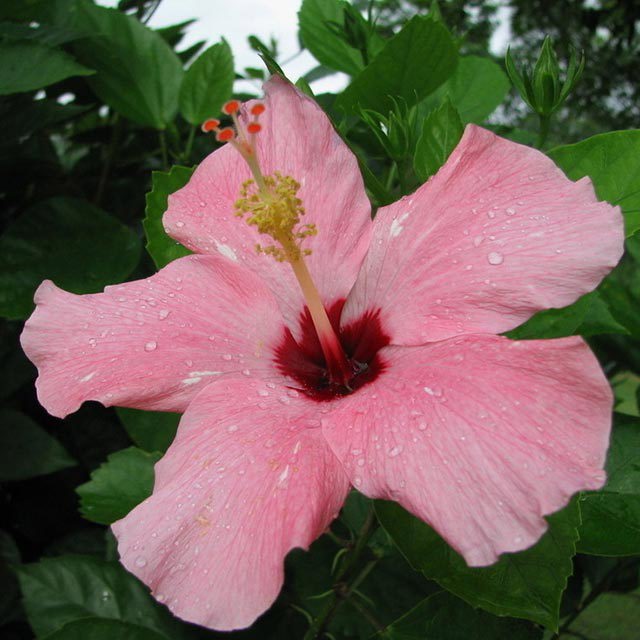 Hibiscus rosa-sinensis Cheerleader Cerise Dark Eye Fine Webbing
