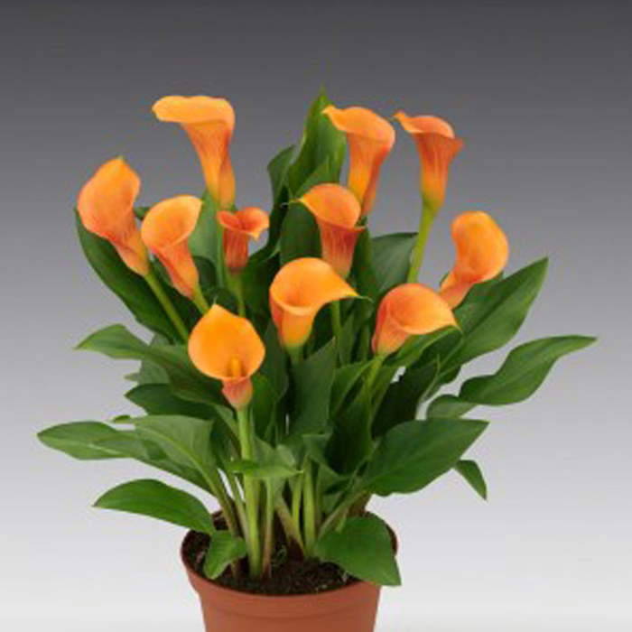 Zantedeschia Mercedes