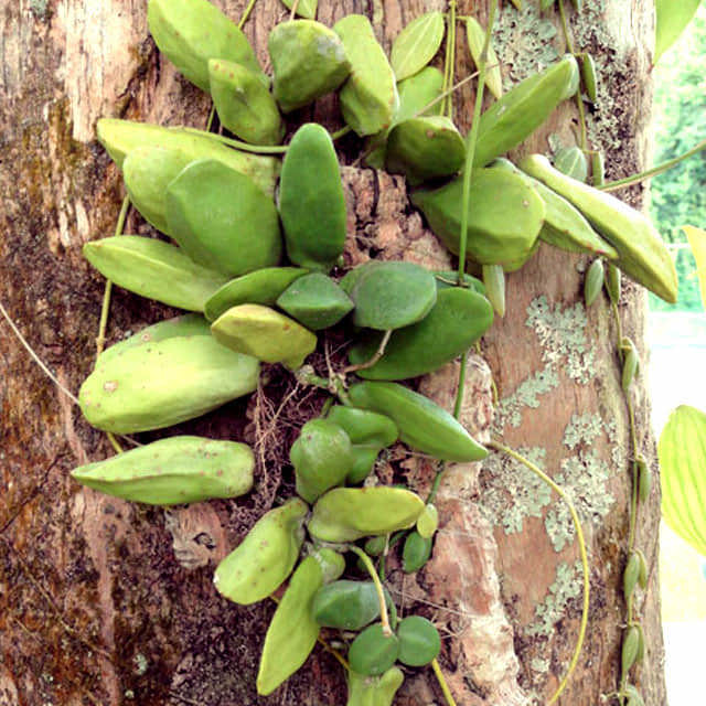 Dischidia rafflesiana