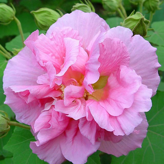 Hibiscus mutabilis
