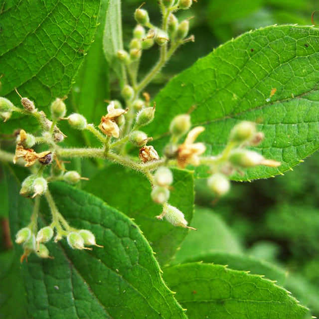 Stewartia pteropetiolata