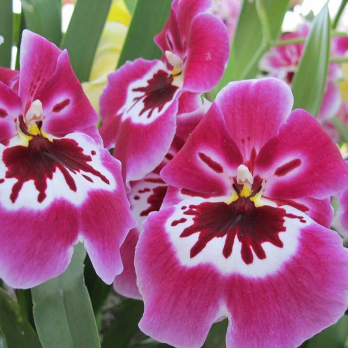 Miltoniopsis orchid