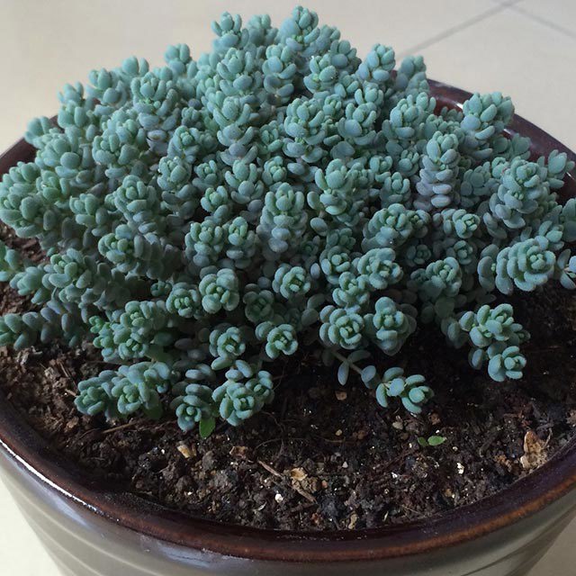 Sedum dasyphyllum