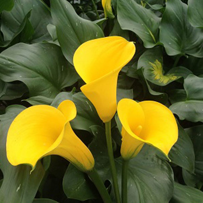 Zantedeschia Gold Medal Sudden Leaf Drop