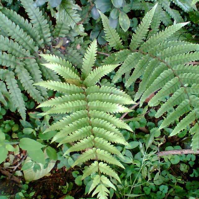 Matteuccia orientalis