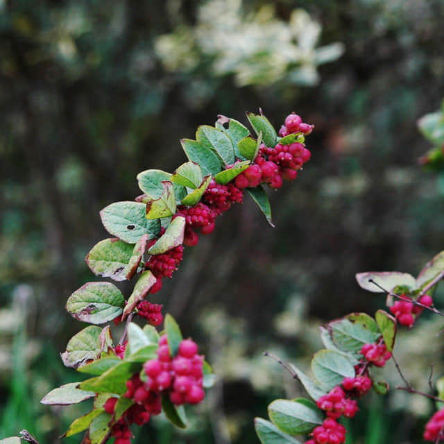Symphoricarpos albus