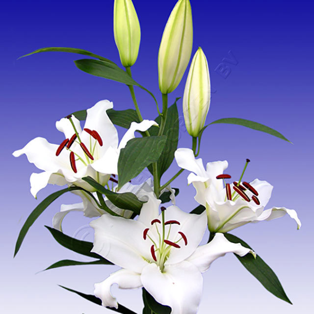 Lilium oriental Santander Ragnatele sottili