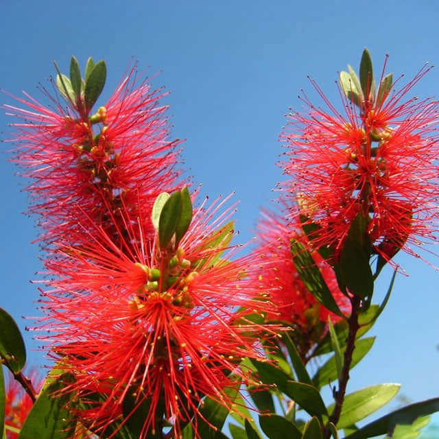 Callistemon rigidus