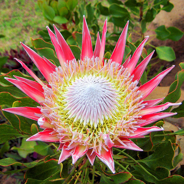 Protea cynaroides Red Rex