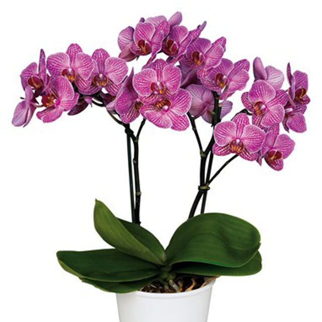 Phalaenopsis Fortaleza