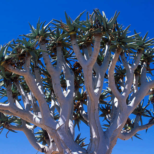 Aloe dichotoma