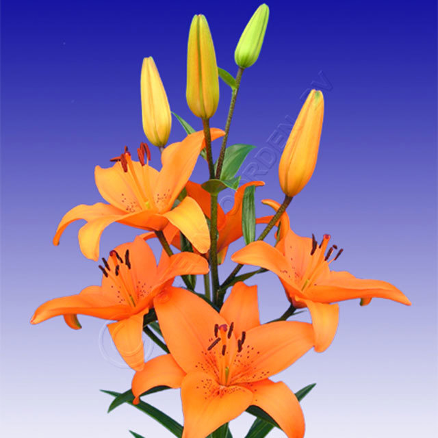Lily Tresor Sudden Leaf Drop