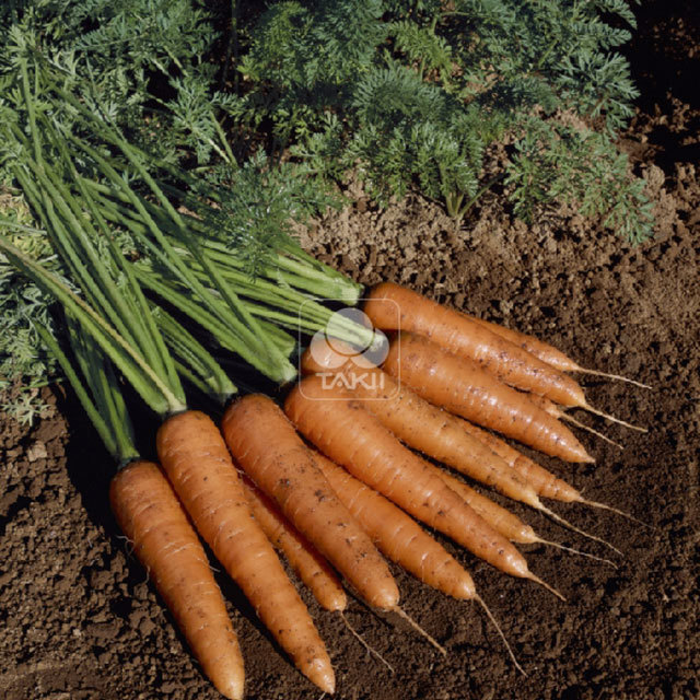 Carrot Fire Wedge F1