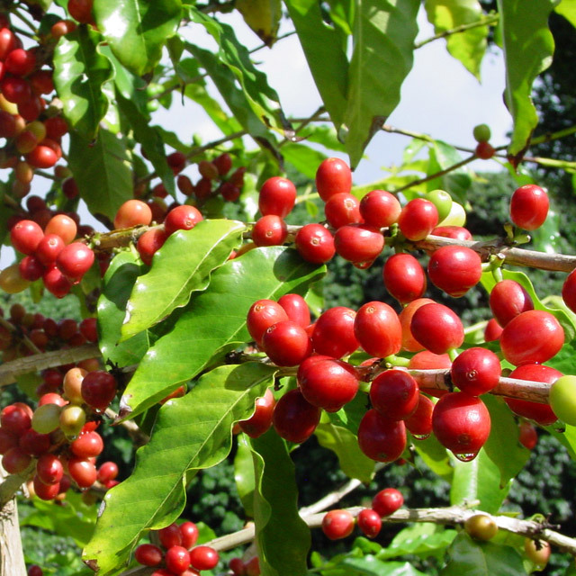 Coffea liberica