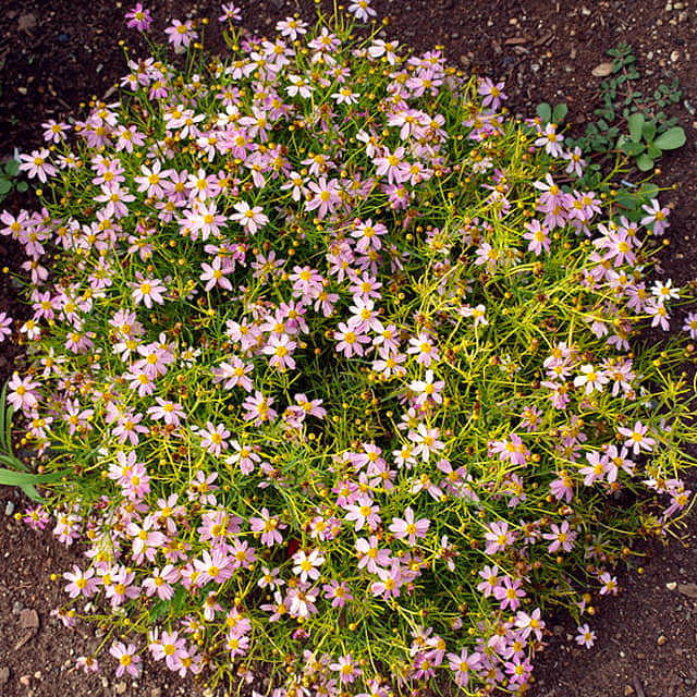 Coreopsis rosea