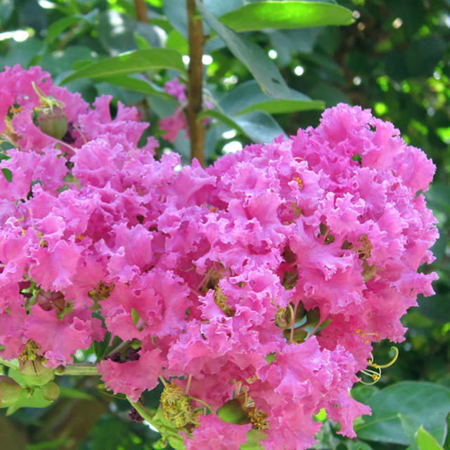 Lagerstroemia indica