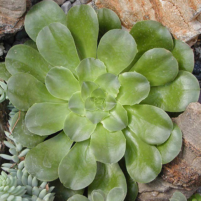 Aeonium arboreum