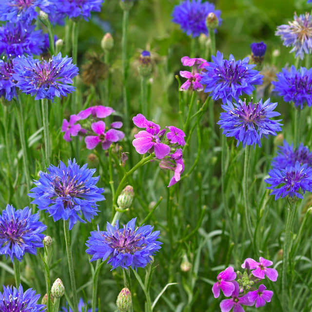 Centaurea cyanus